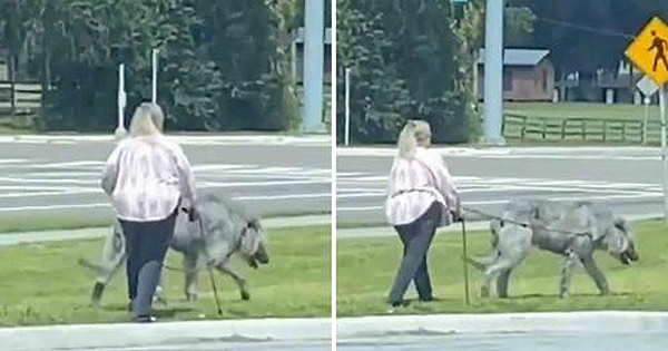 florida mutant beast pet walking